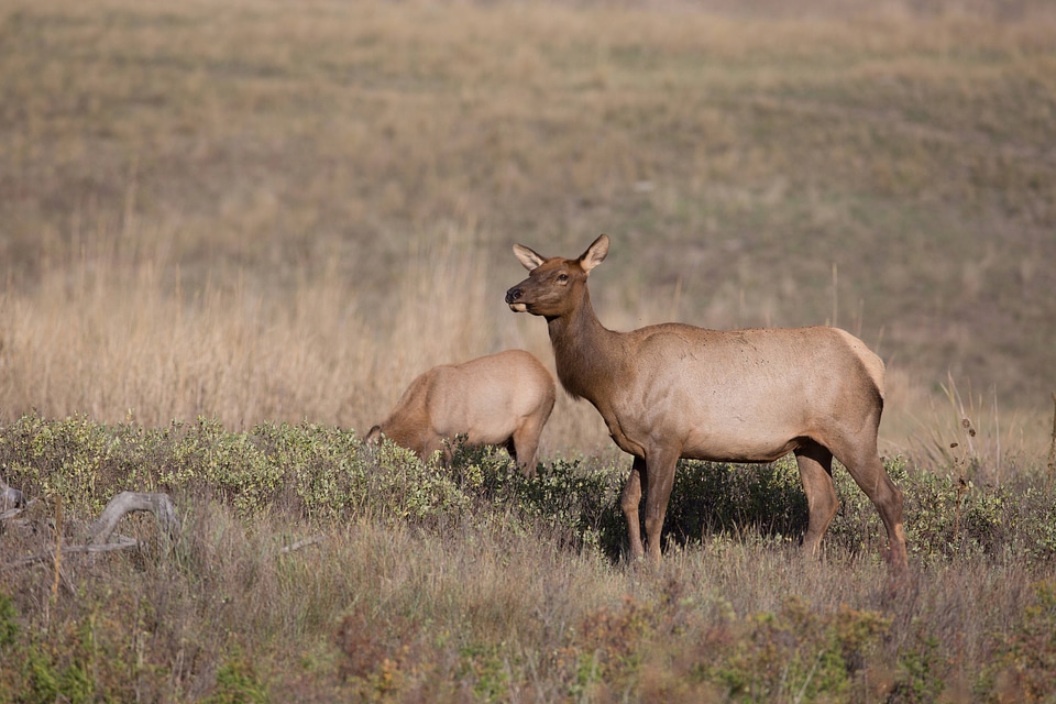 Elk cow in evening light