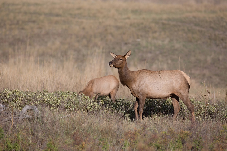 Elk cow in evening light photo