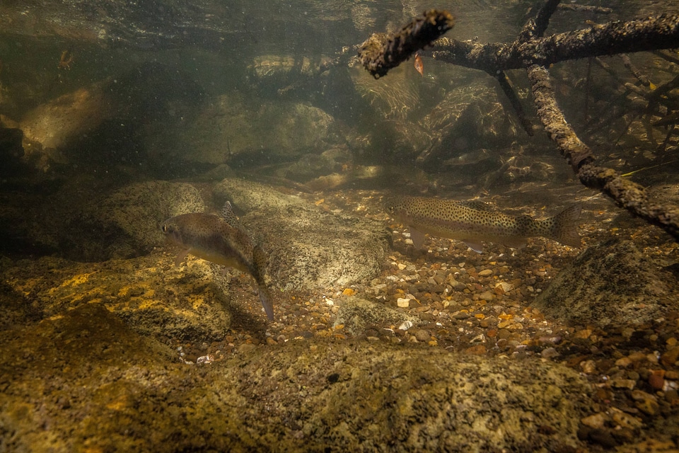 Rainbow trout in stream-3