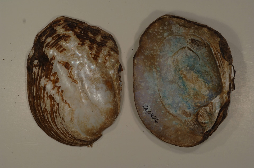 Amblema plicata-2
