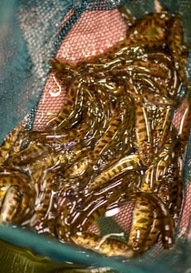 Juvenile lake trout-1