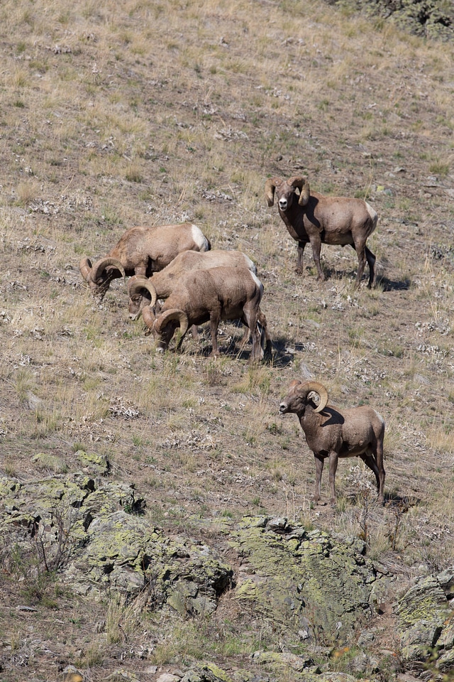 Bachelor group of rams walk a hillside-1