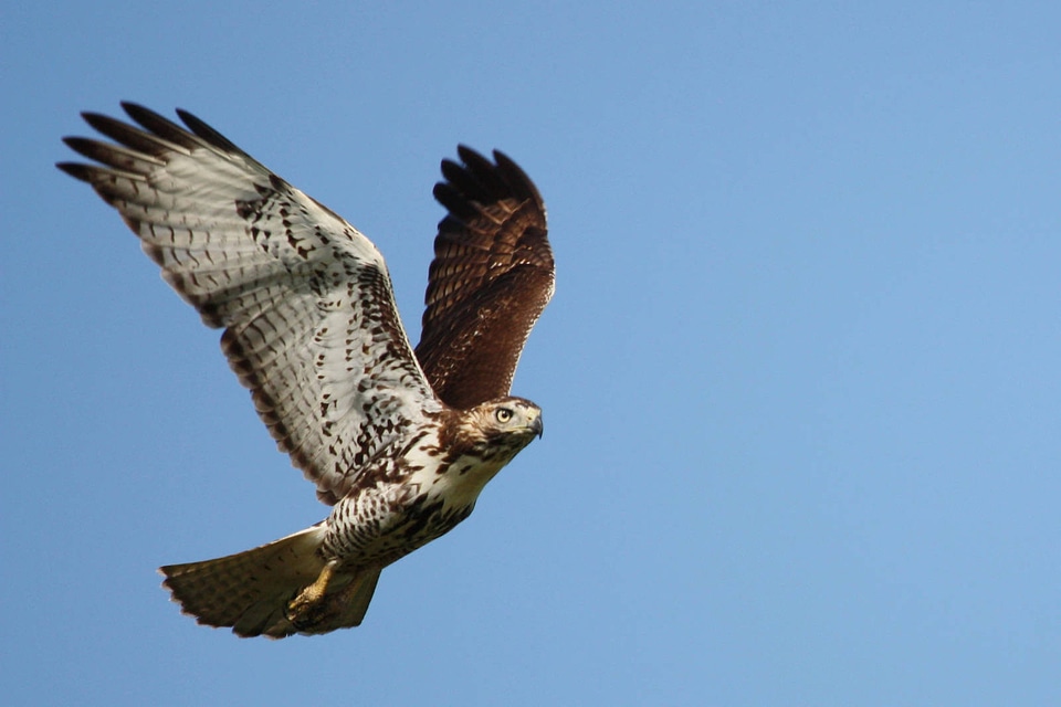 Juvenile Red-tailed hawk