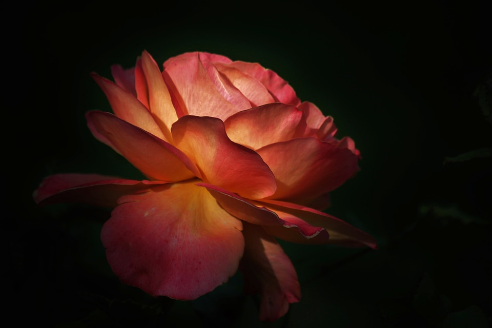 Flower plant blossom