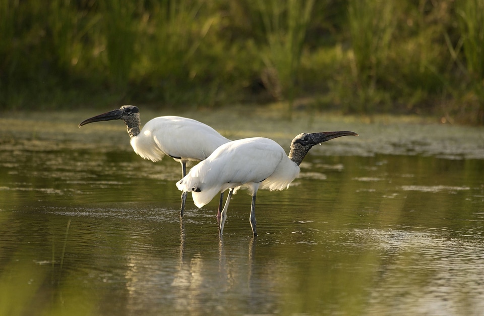 Pair of Wood storks