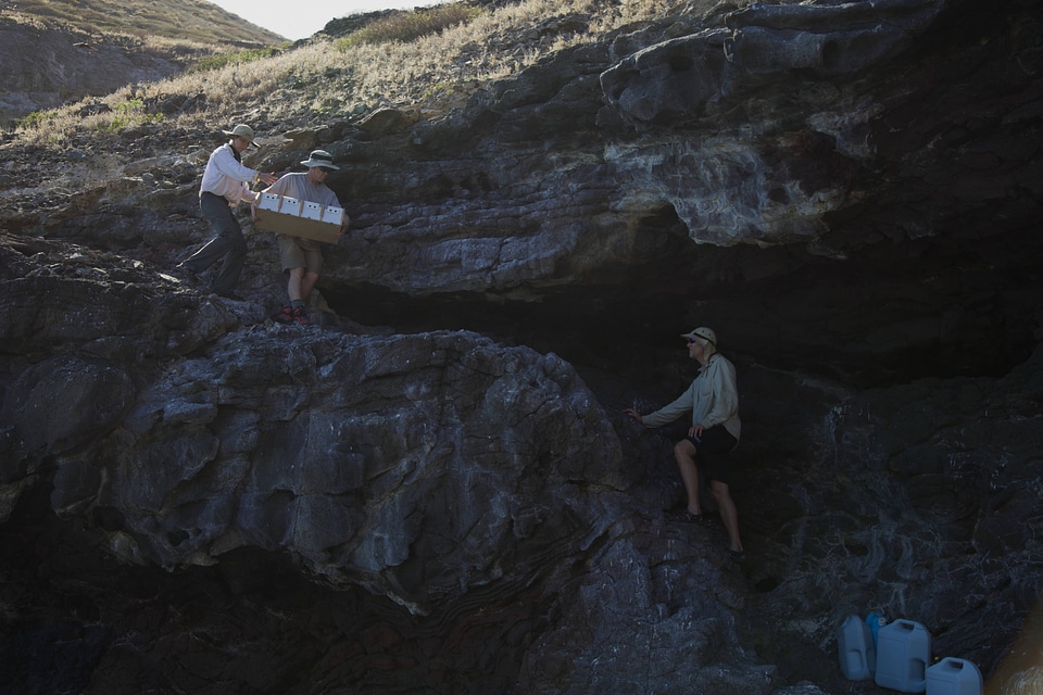 Nihoa Millerbird Translocation-1
