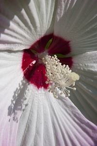 Flowering plant mallow malvaceae photo