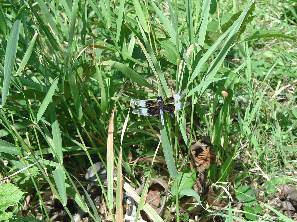 Widow skimmer on plant