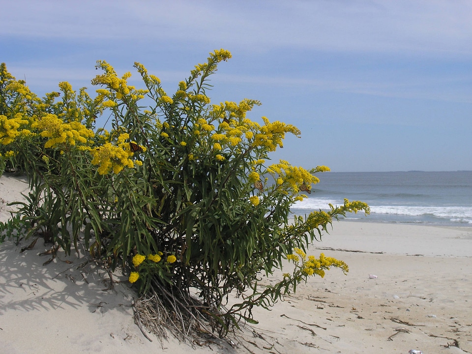 Goldenrod on Hampton Beach
