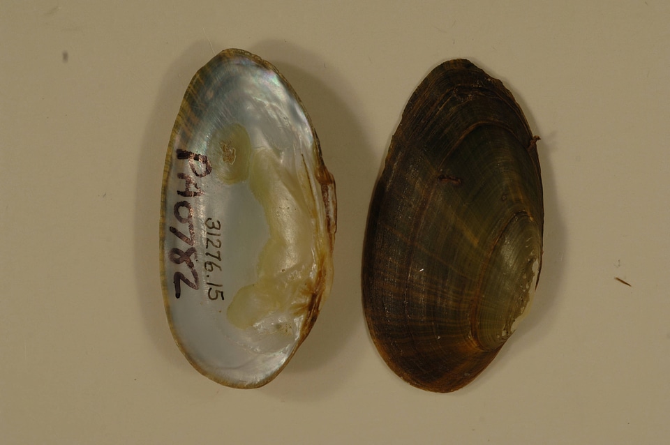 Villosa fabalis-1