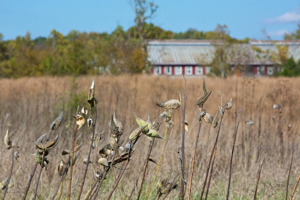 Milkweed  in a field