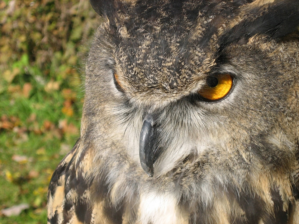 Owl close-up