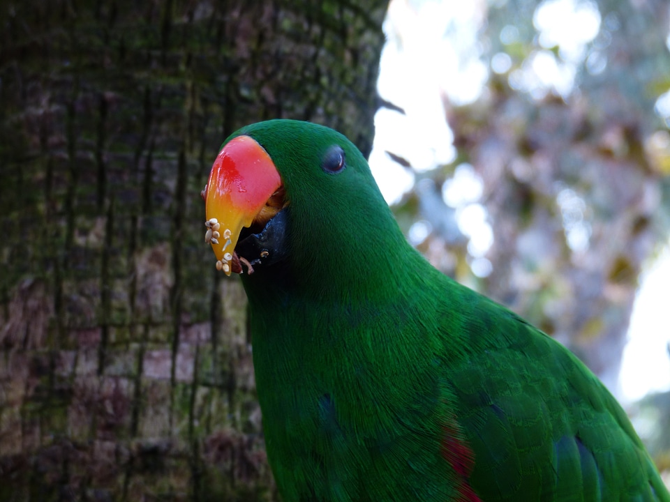 Feeding bill eclectus parrot
