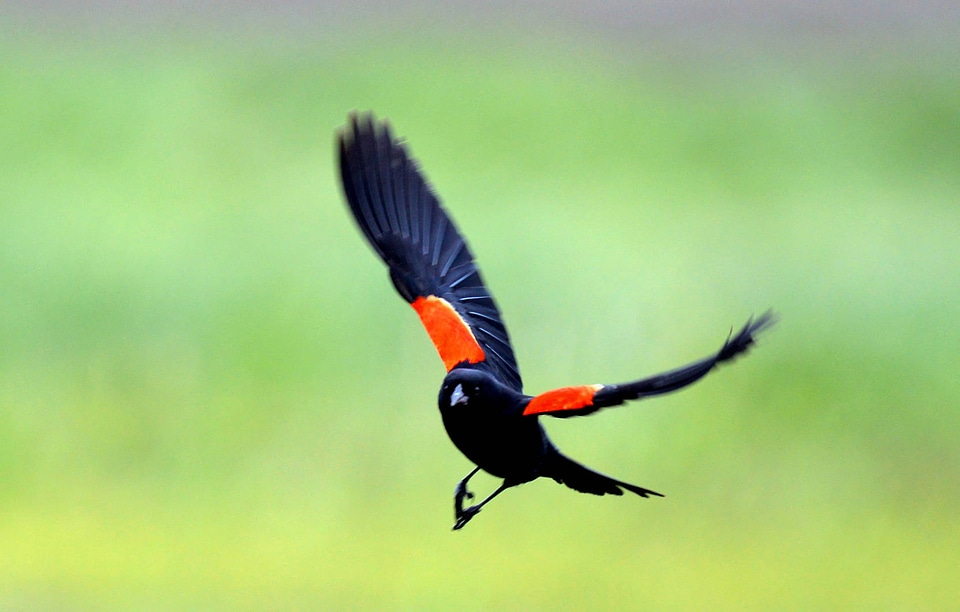Male Red-winged Blackbird