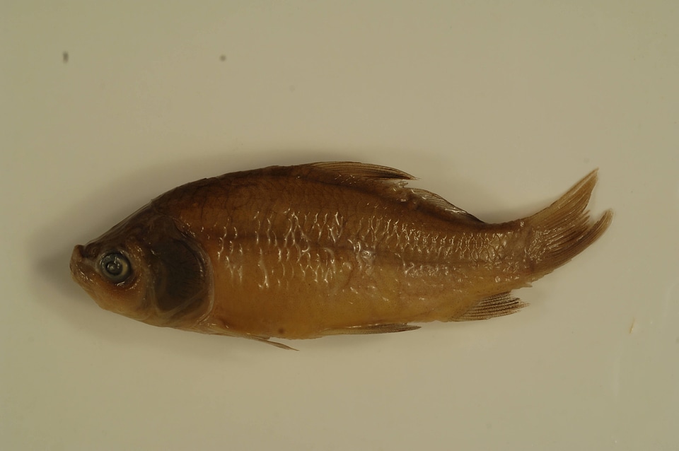 Ictiobus cyprinellus