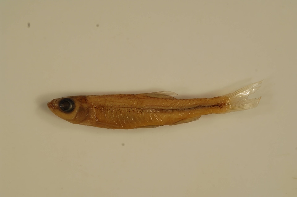 Notropis volucellus-1