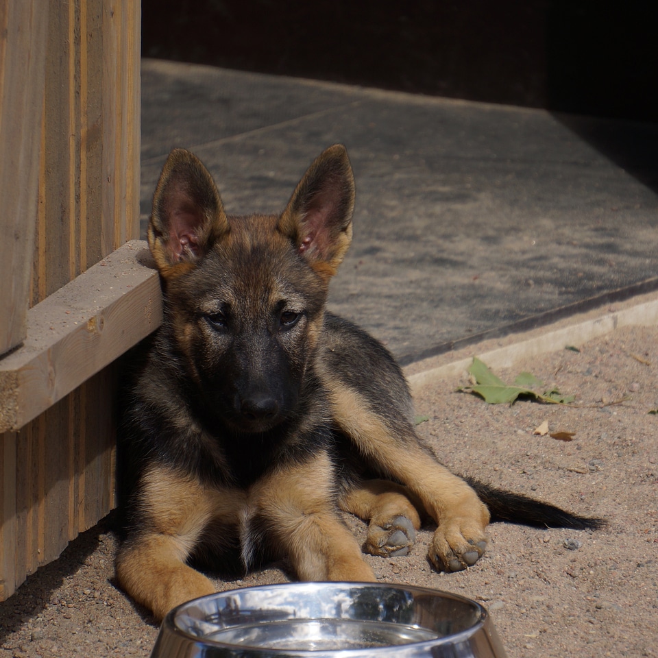 Kennels german shepherd shepherd dog