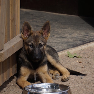 Kennels german shepherd shepherd dog
