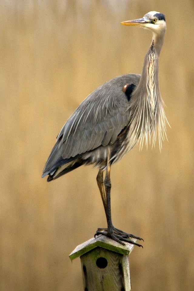 Great Blue Heron standing on a birdbox