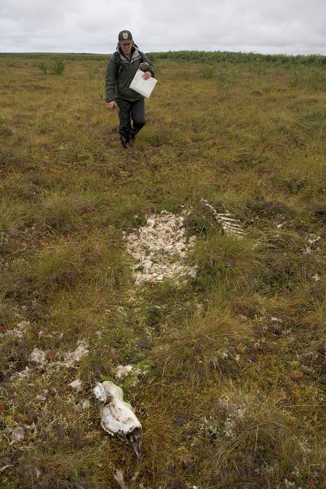 U.S. Fish and Wildlife Service employee looking at skeletal remains