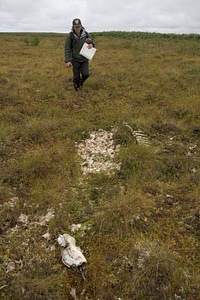 U.S. Fish and Wildlife Service employee looking at skeletal remains