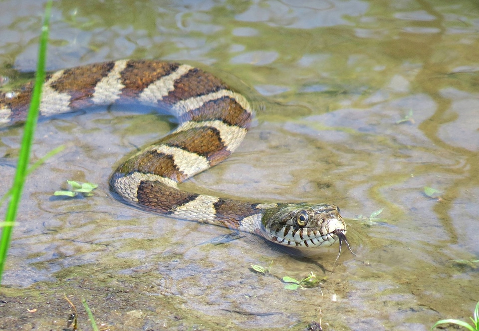 Northern watersnake