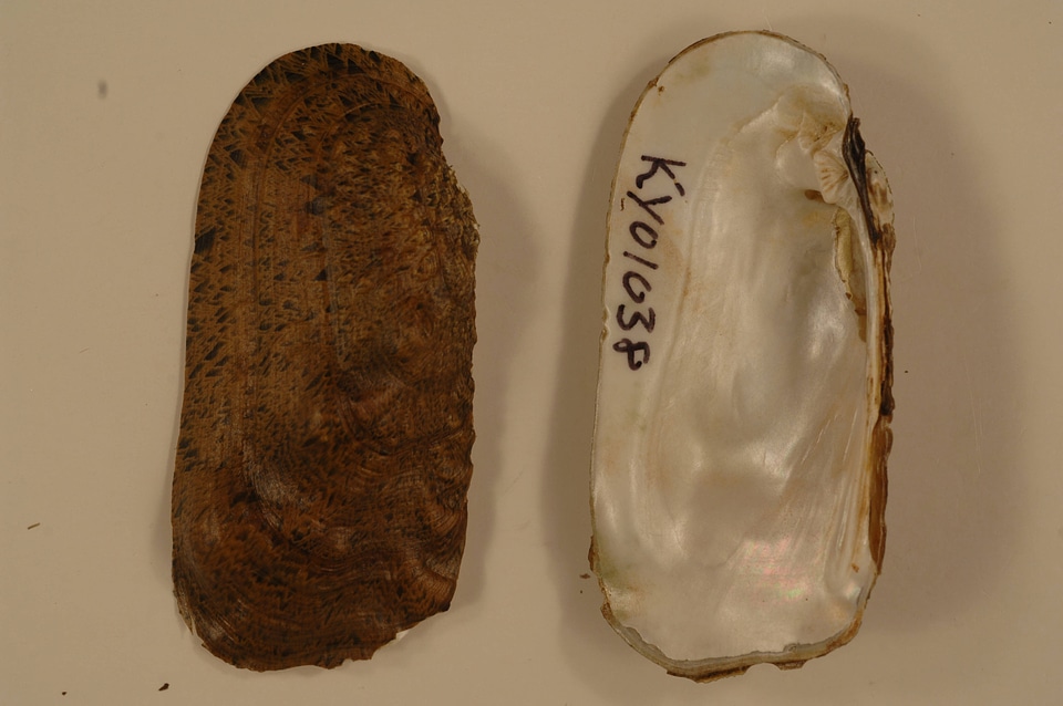 Theliderma cylindrica-1