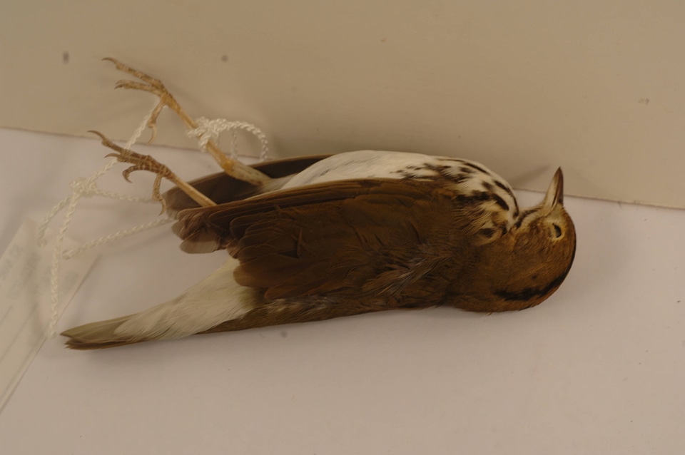 Seiurus aurocapilla