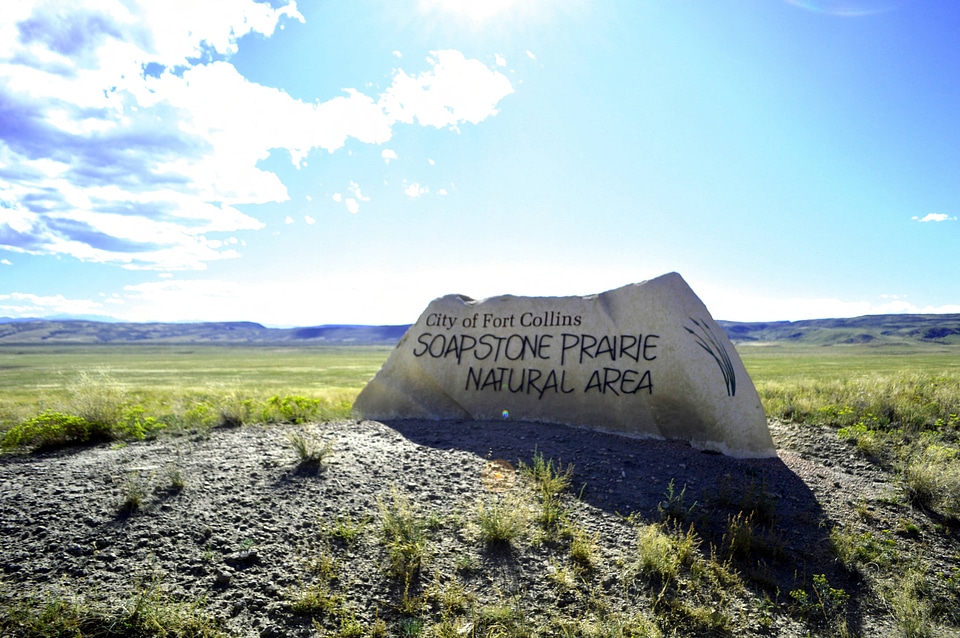 Black-footed Ferret release site