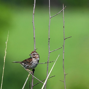 Song sparrow photo