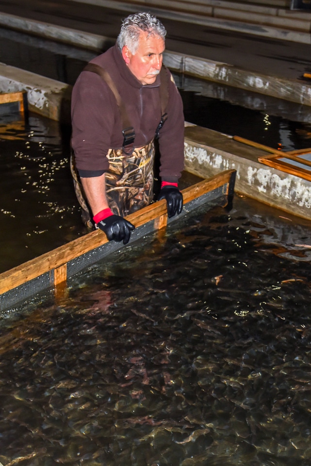 FWS employee prepares fish pump to load fish onto hatchery-1