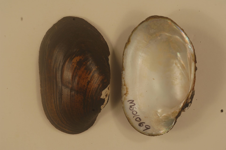 Lampsilis straminea-1