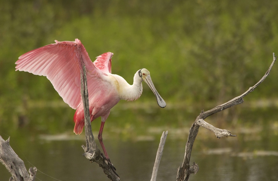 Roseate Spoonbill with wings spread-2