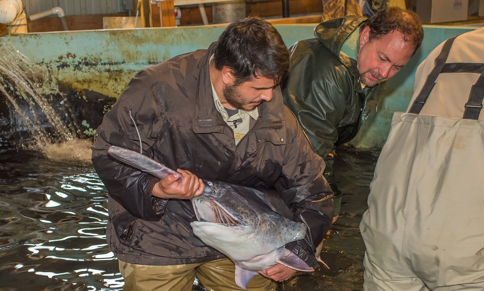 Hatchery workers spawning paddlefish-1