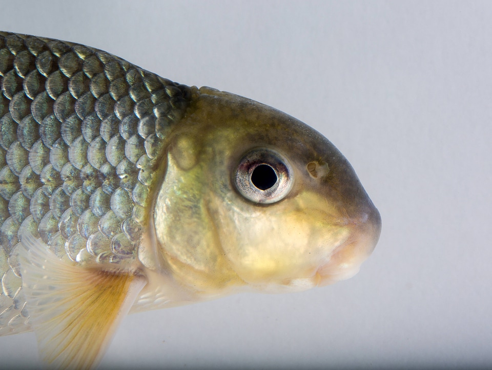 Close up of Sicklefin Redhorse
