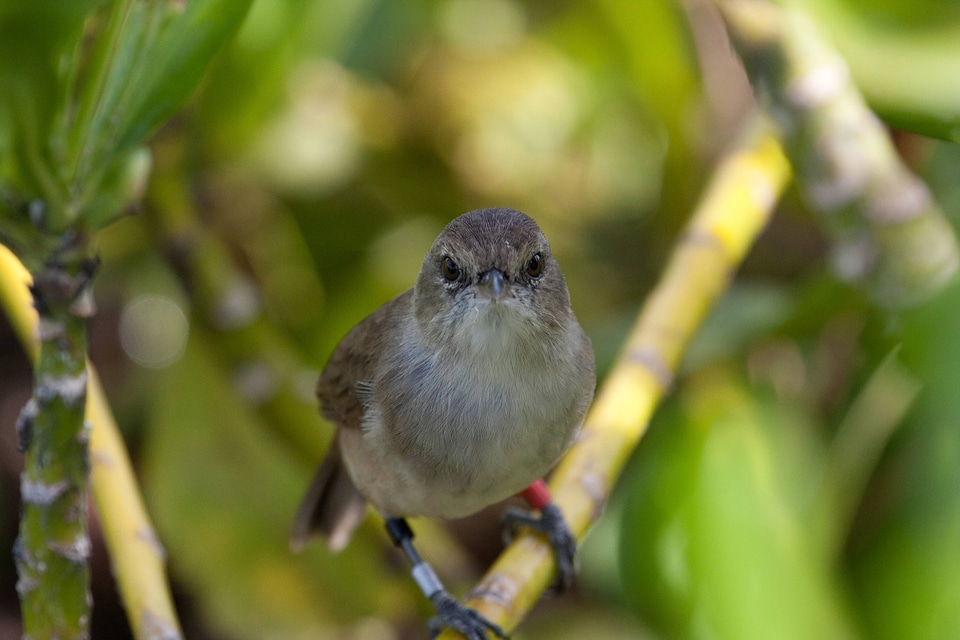 Nihoa Millerbird-1