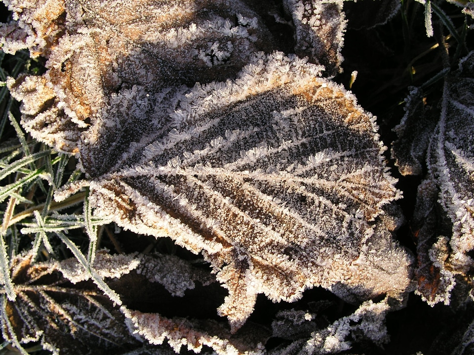 Frost ice crystals dead leaf