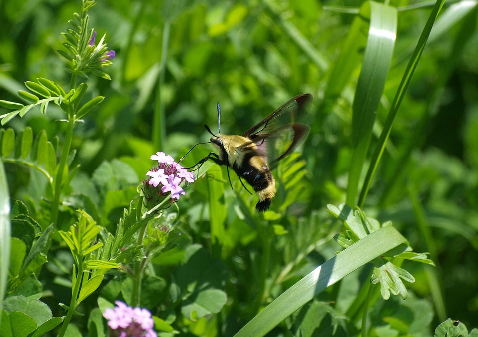 Snowberry Clearwing moth