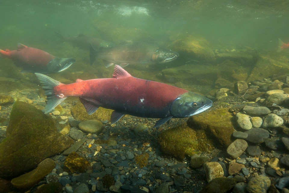  Sockeye Salmon-1