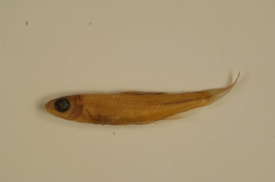 Notropis wickliffi-3