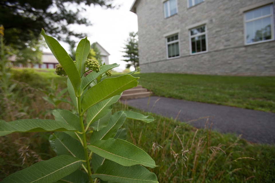 Common Milkweed-2