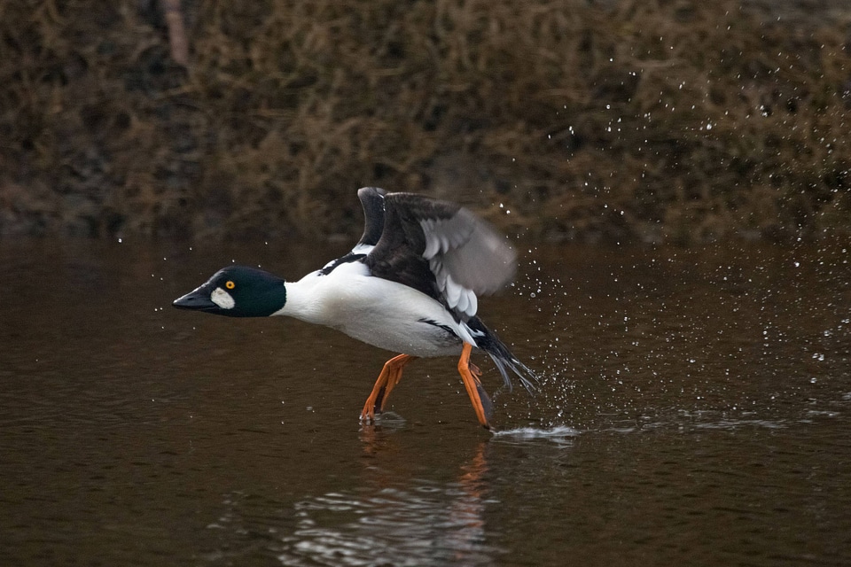 Common Goldeneye-2