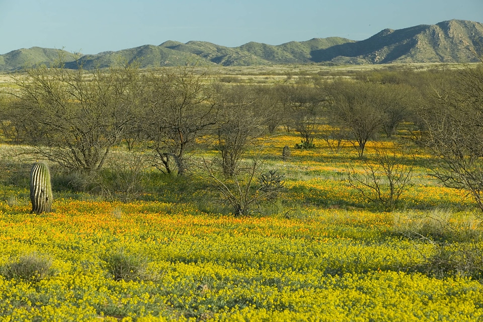 Mexican poppies with cactus