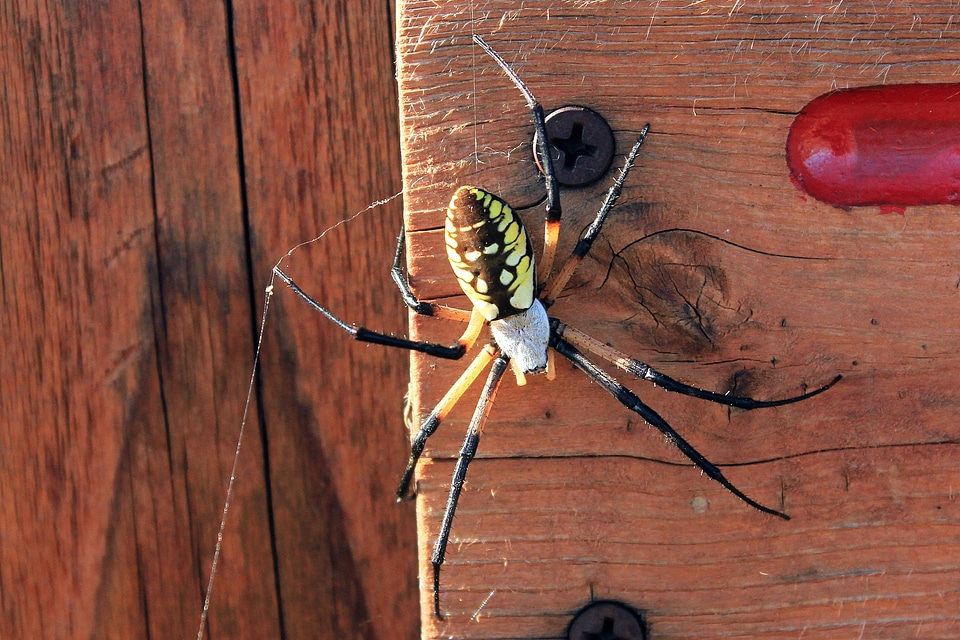 Yellow Garden Spider 