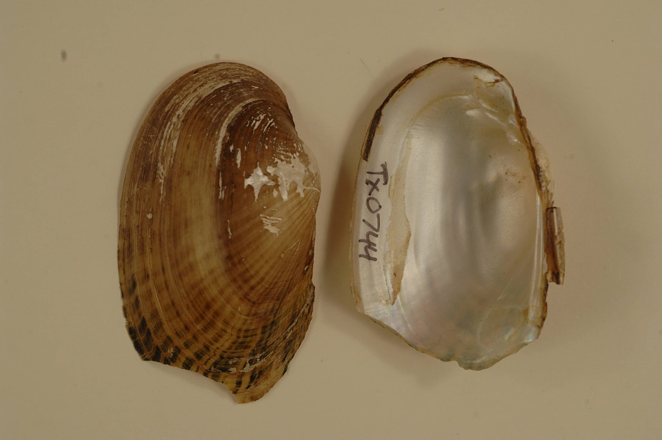 Lampsilis bracteata