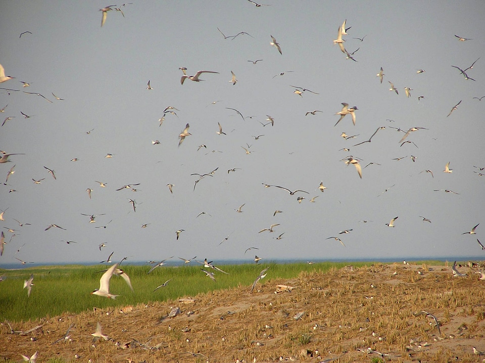 Flock of Common terns