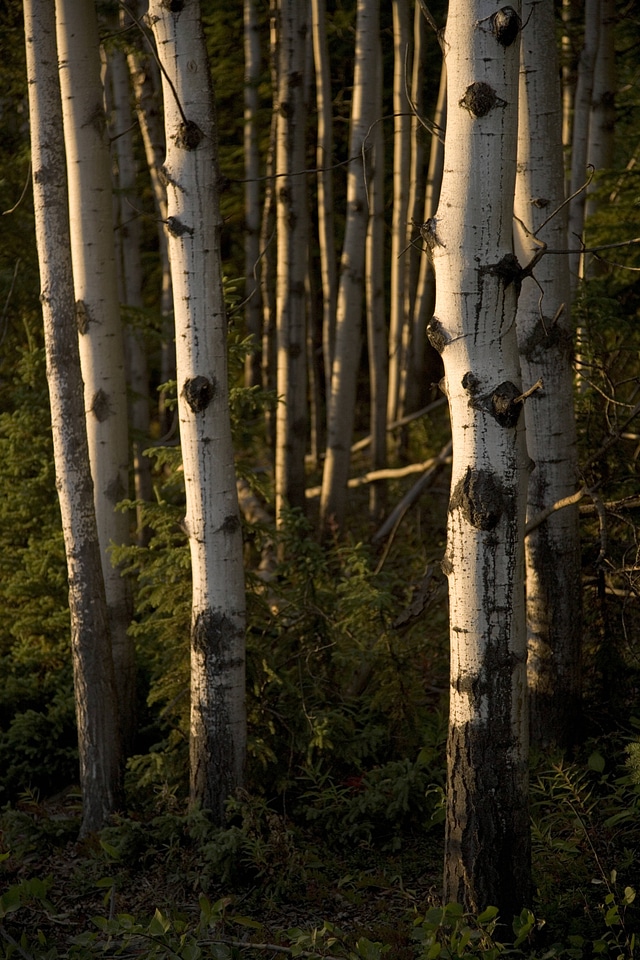 Birch tree in forest at Tetlin National Wildlife Refuge
