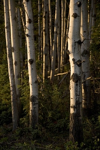 Birch tree in forest at Tetlin National Wildlife Refuge photo