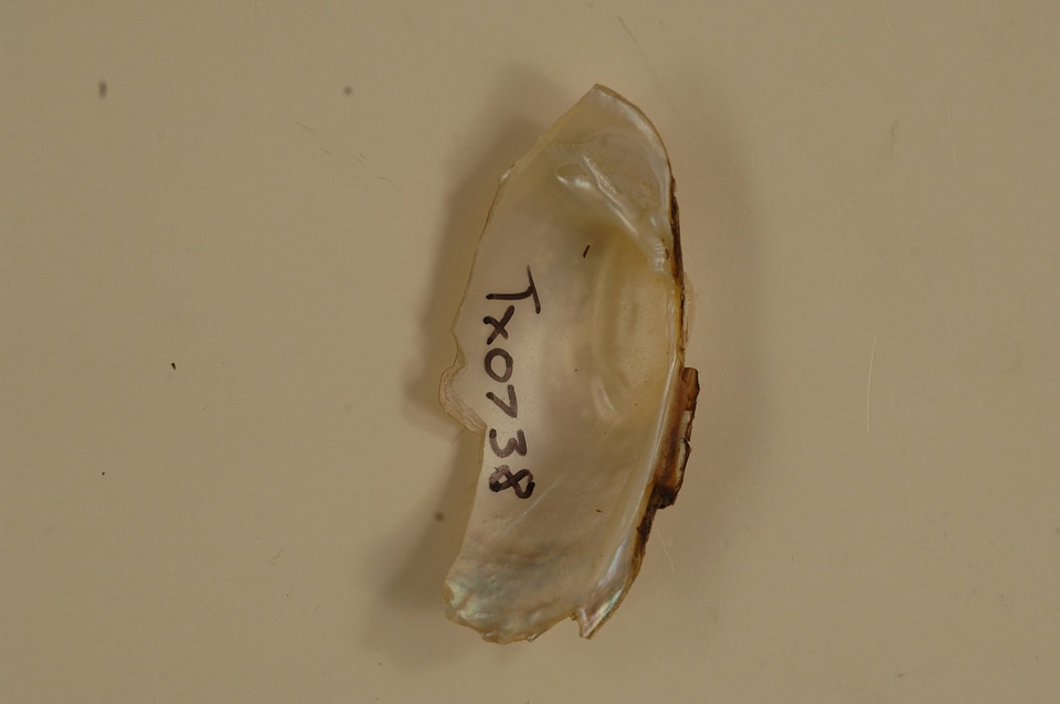 Lampsilis bracteata (inside)-1