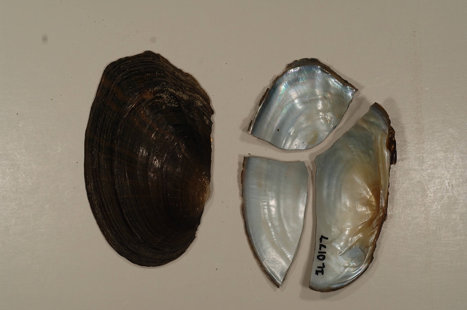 Lasmigona compressa-1